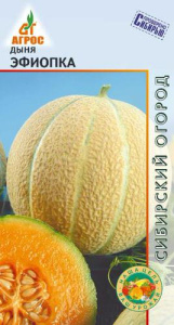 Дыня Эфиопка  купить