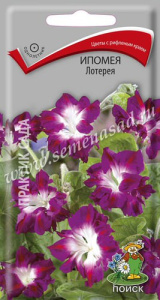 Ипомея Лотерея купить