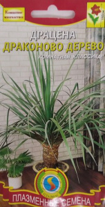 Драцена Драконово дерево  купить