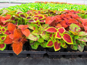 Колеус Блюма Визард Микс Селект (смесь) 1шт К411/54 купить