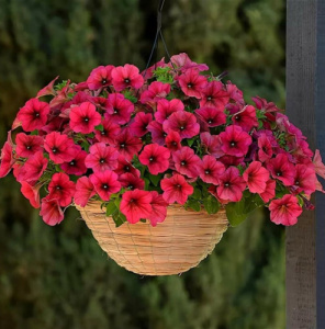 Петуния ампельная Изи Вейв Берри Велюр (темно-роз.) П260 /24шт купить