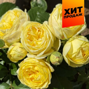 Роза Каталина купить