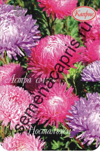 Астра смесь Ностальжи /1шт купить