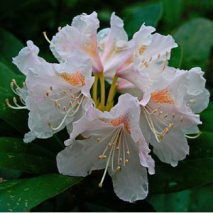 Рододендрон Канингемс Вайт гибридный ЦК купить