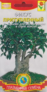 Фикус притупленный купить