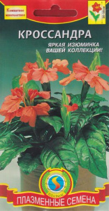 Кроссандра  купить