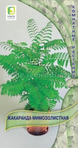 Жакаранда мимозолистная  купить