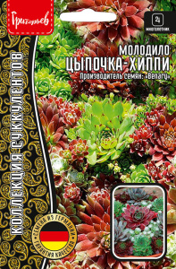 Молодило Цыпочка - Хиппи купить