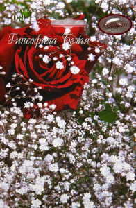 Гипсофила Белая "Метелица" многолет./1шт купить