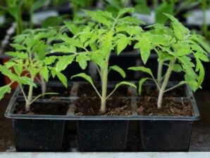 Томат Волгоградский скороспелый рассада 1 шт/24 купить