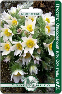 Прострел обыкновенный или сон-трава Вайт купить