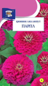 Цинния лилипут Парпл  купить