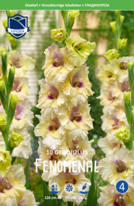 Гладиолус XXL Fenomenal 14/16 /10шт купить