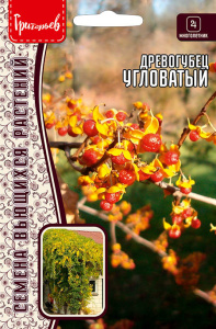 Древогубец Угловатый купить