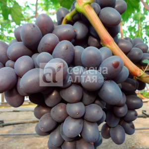 Виноград Подарок Несветая купить