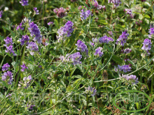 Люцерна 1кг/25 купить