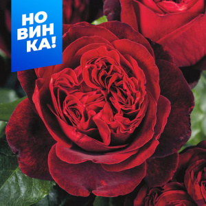 Роза Адмирал купить