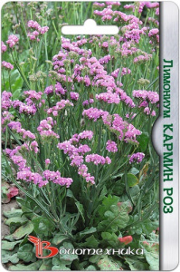 Лимониум Кармин Роз купить