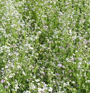 Смесь сидератов д/улучшения плодородия почвы 1кг/5кг купить