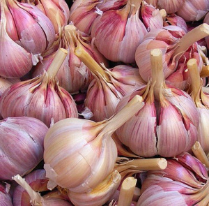 Чеснок  Грибовский озимый 1кг/25 купить