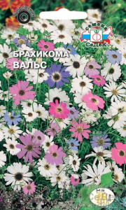 Брахикома Вальс  купить