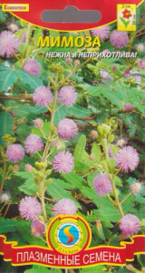 Мимоза стыдливая  купить