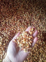 Лук севок Штутгартен Ризен (Овсюг) купить