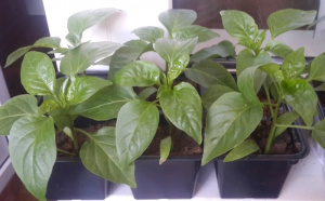 Перец Калифорнийское чудо рассада 1шт ов098/10/40 купить