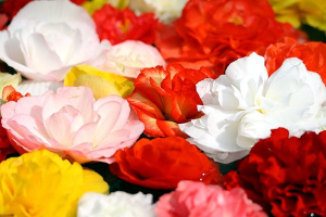 Бегония клубневая Нонстоп Микс 1шт Б310/24 купить