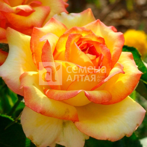 Роза Амбианс купить