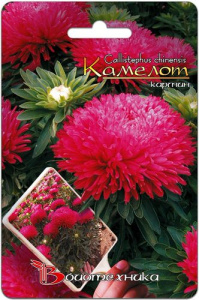 Астра Камелот Кармин  купить