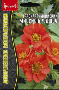 Гравилат Миссис Брэдшоу чилийский купить
