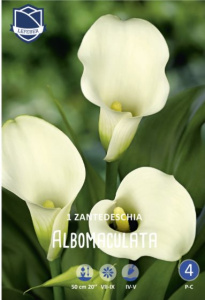 Калла syn.Zantedeschia albomaculata /1шт купить