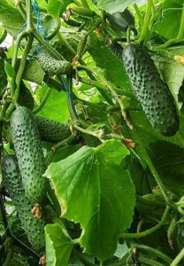 Огурец Голландия (Мадрилене) рассада 1шт купить