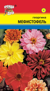 Георгина Мефистофель, смесь  купить