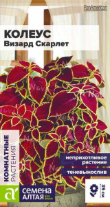 Колеус Визард Скарлет купить