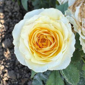 Роза Беатрис купить