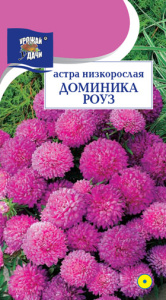 Астра Доминика Роуз низк. купить