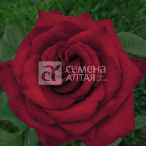 Роза Черная Магия купить
