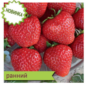 Земляника Вибрант садовая  купить