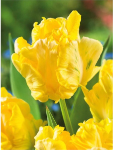 Тюльпан Йеллоу Мадонна /10шт купить