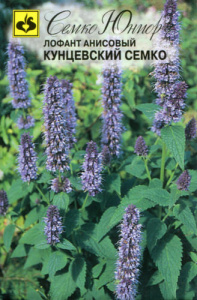 Лофант анисовый Кунцевский Семко  купить