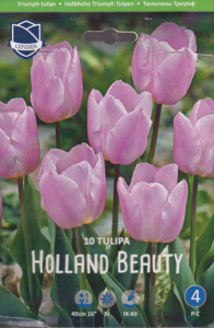 Тюльпан триумф "Holland Beauty" (1х10шт) купить
