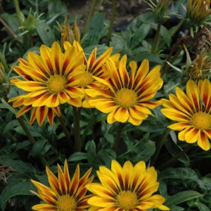 Гацания  Нью Дей Ред Страйп (желтая с красн. полосками) 1шт Г104/24 купить