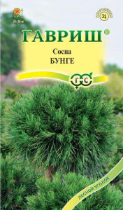 Сосна Бунге  купить