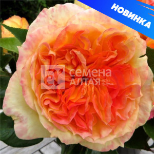 Роза Анри Дельбар