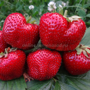 Земляника Максим (гигантелла Максим) садавая купить