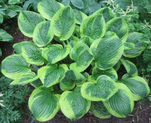 Хоста в ассортименте рассада 1шт купить