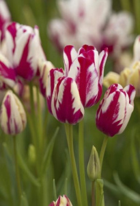 Тюльпан многоцветковый "Flaming Club" (1х10шт) купить