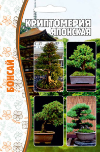 Криптомерия Японская купить